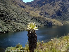 Los programas Parques Nacionales, Manizales, Pereira e Ibagué Cómo Vamos (al que está adscrito Unibagué) expusieron desafíos sobre su conservación.